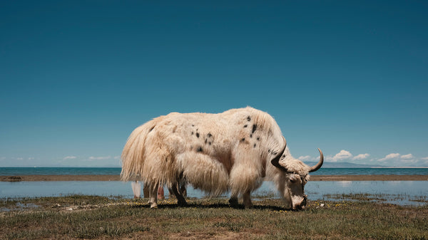 Embrace the Natural Splendor of Yak Textile and Yarns